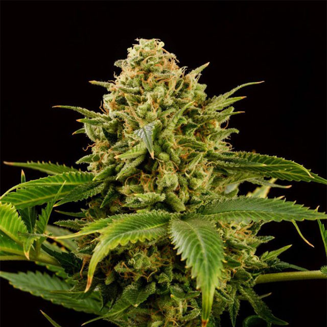 Monkey Grease - Kannabia