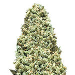 Monster Girl Scout Cookies