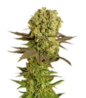 Motavation regular - Herbies