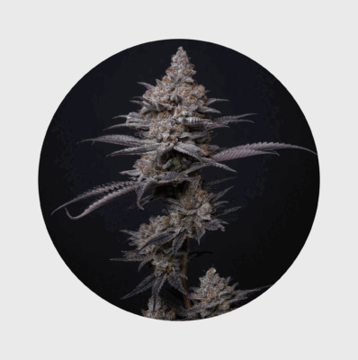 NEU!! Cali Genetics Blueberry Bubba 21% THC fast flowering - Flower Power