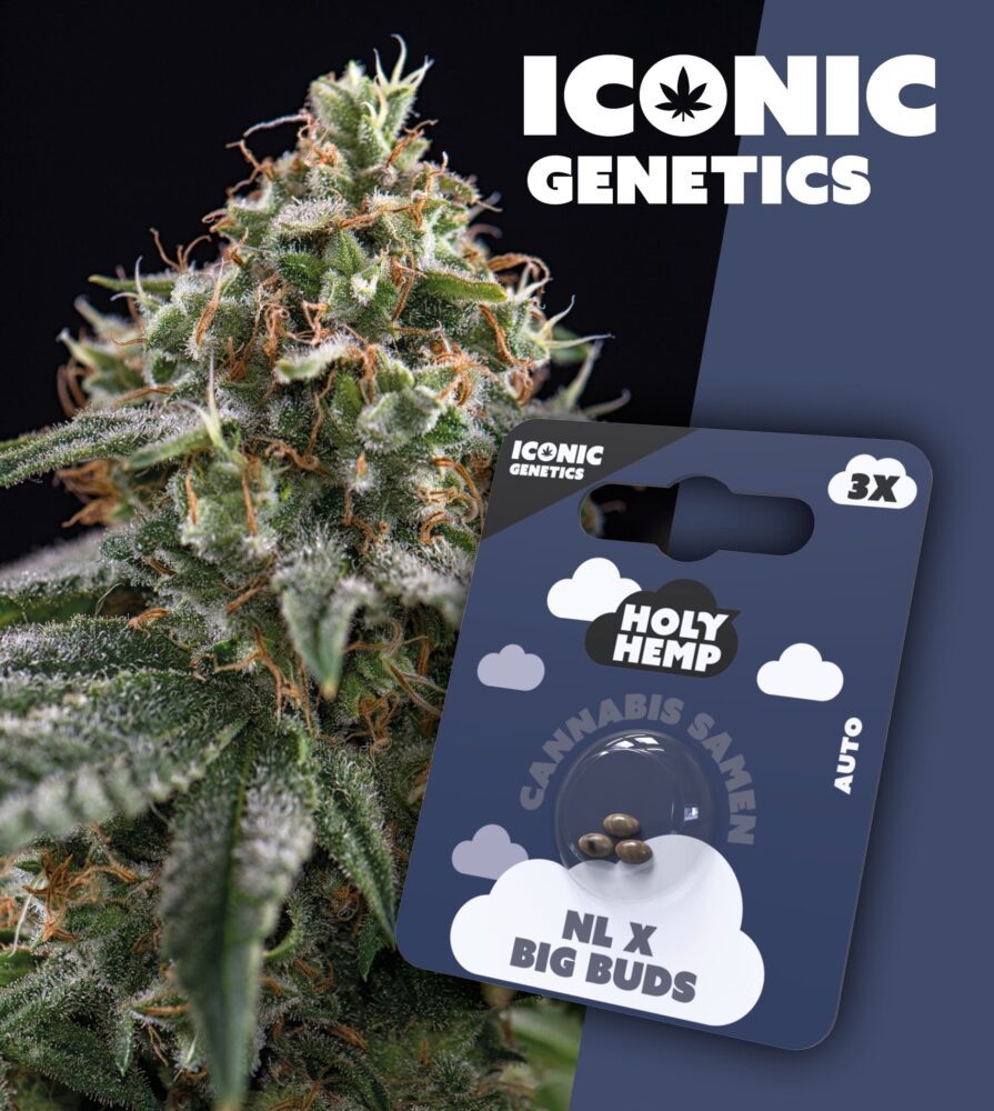 NL x Big Buds Iconic Seeds - Holy Hemp
