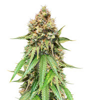 Northern Lights regular - Herbies