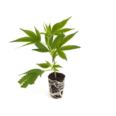 Orange Bud - Hanfgarten