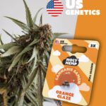 Orange Glaze Cali Seeds