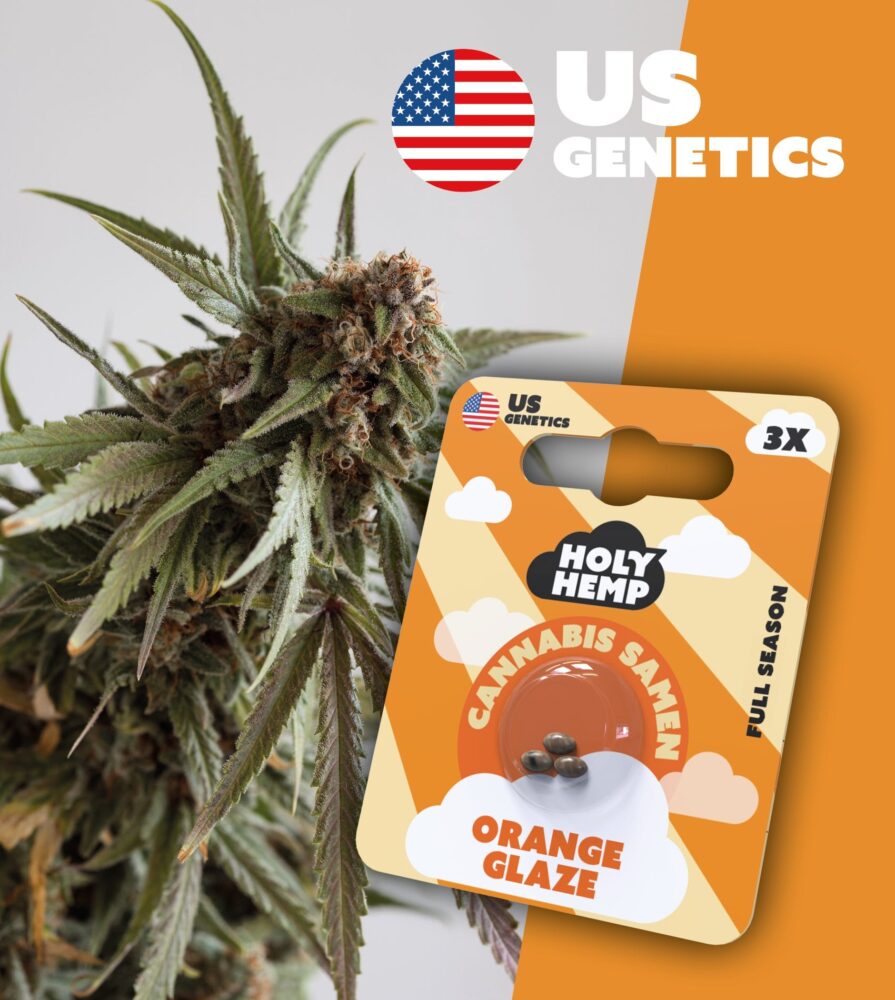 Orange Glaze Cali Seeds - Holy Hemp