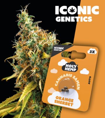 Orange Sherbet Iconic Seeds - Holy Hemp