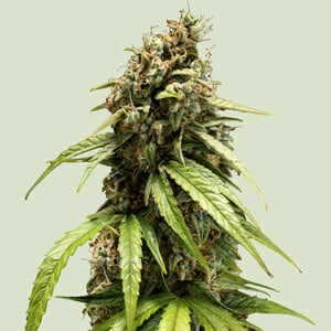 Orion F - Royal Queen Seeds
