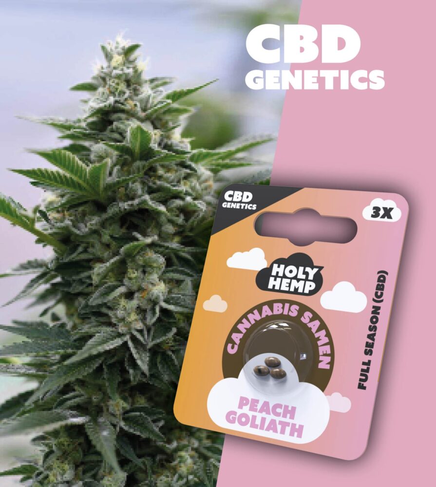 Peach Goliath CBD Genetics - Holy Hemp