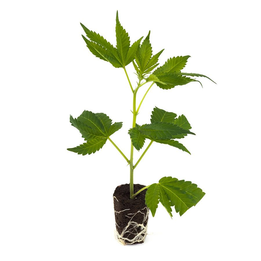 Permanent Marker - Hanfgarten