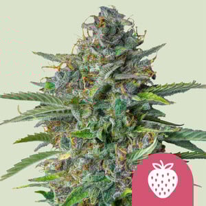 Pink Mist Auto - Royal Queen Seeds