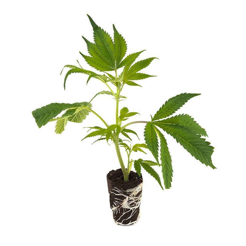 Power Plant - Hanfgarten