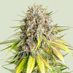 Punch Pie - Royal Queen Seeds