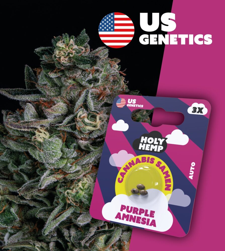 Purple Amnesia Cali Seeds - Holy Hemp