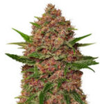 Purple Punch Cookies