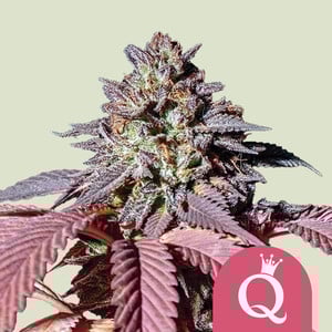 Purple Queen - Royal Queen Seeds