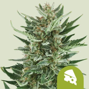 Royal Cheese Auto - Royal Queen Seeds