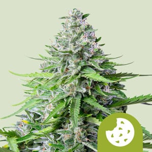 Royal Cookies Auto - Royal Queen Seeds