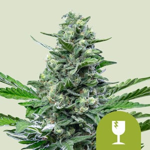 Royal Critical Auto - Royal Queen Seeds