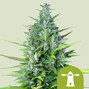 Royal Haze Auto - Royal Queen Seeds