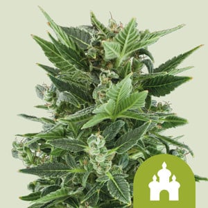 Royal Kush Auto - Royal Queen Seeds