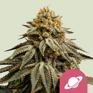 Royal Skywalker - Royal Queen Seeds