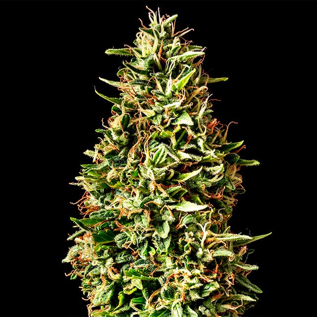 Runtz Auto - Kannabia