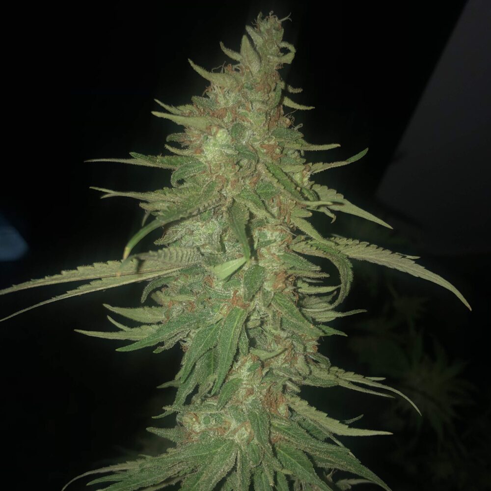 Runtz x Wedding Cake  Samen Feminisiert - Lucky Hemp