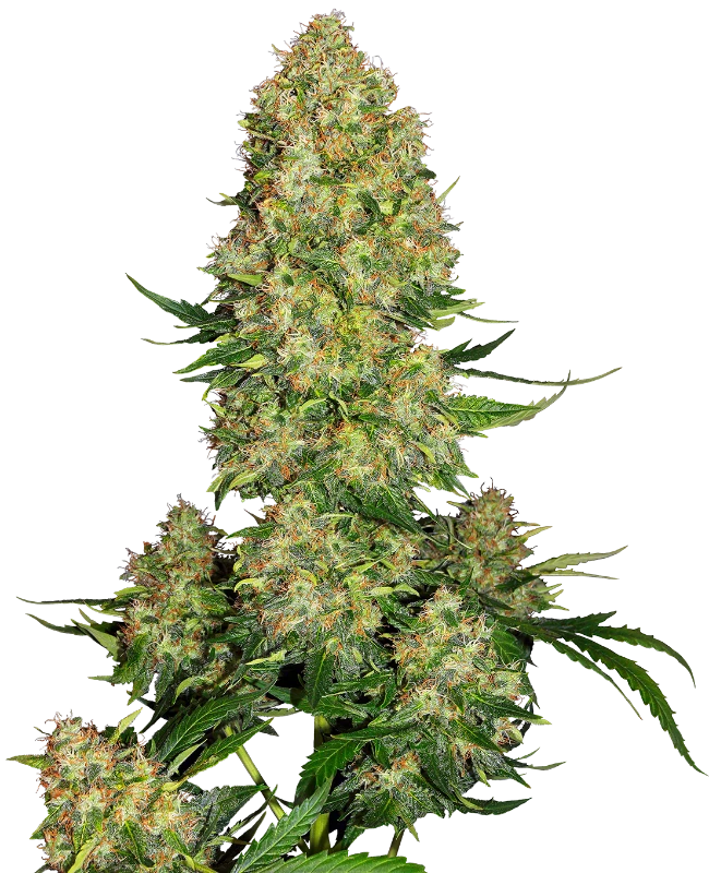 Skunk #1 Autoflowering Cannabis Samen - CBD040
