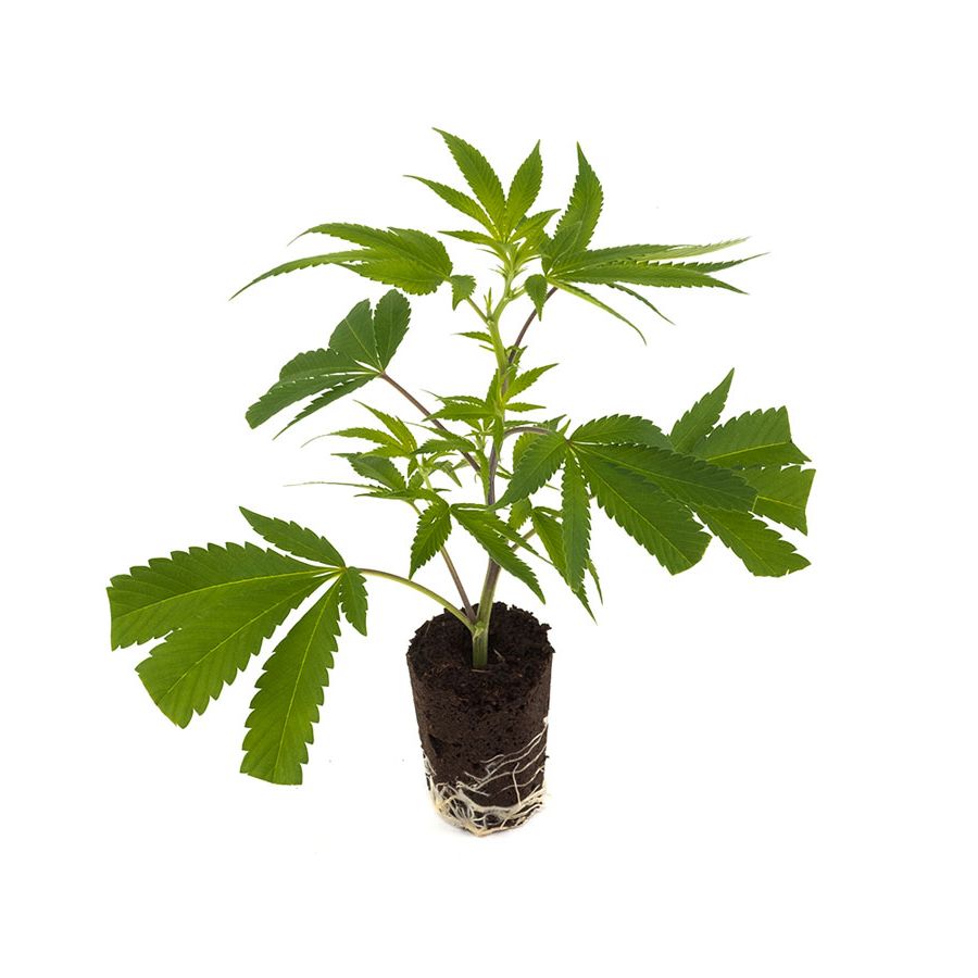 Skunk #1 - Hanfgarten