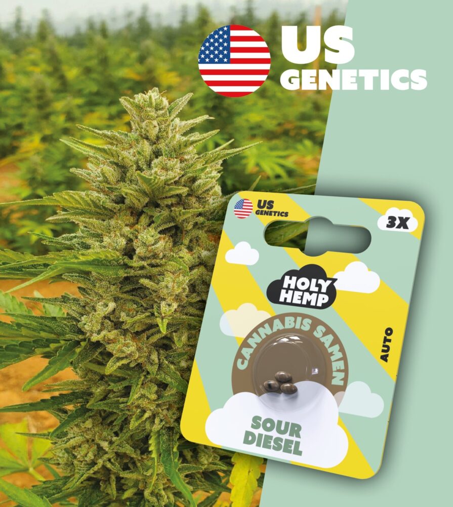 Sour Diesel Cali Seeds - Holy Hemp