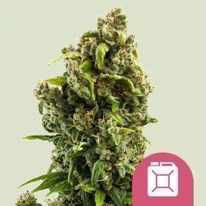 Sour Diesel - Royal Queen Seeds