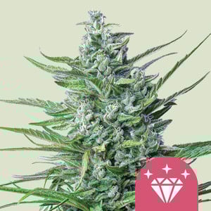 Special Kush - Royal Queen Seeds