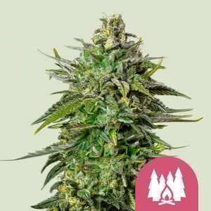 Special Queen Auto - Royal Queen Seeds