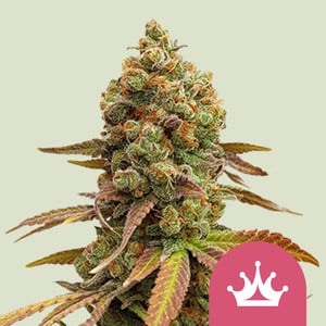 Special Queen - Royal Queen Seeds