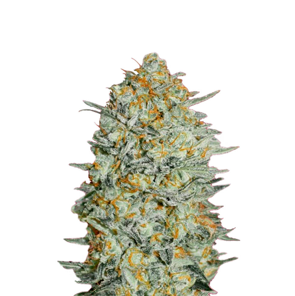 Sticky Orange Bud 040 Cannabis Samen Autoflowering Indica - CBD040