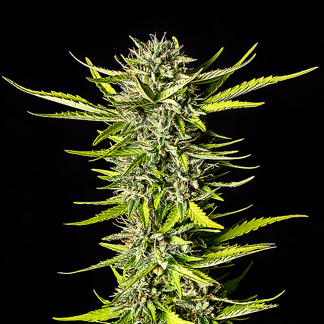 Strawberry Haze Auto - Kannabia