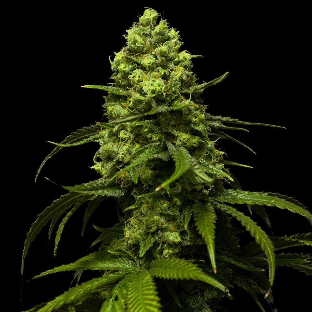 Strawberry Seeds Feminisiert 24% THC - East Smoke