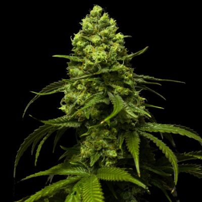 Strawberry Seeds Feminisiert 24% THC - East Smoke