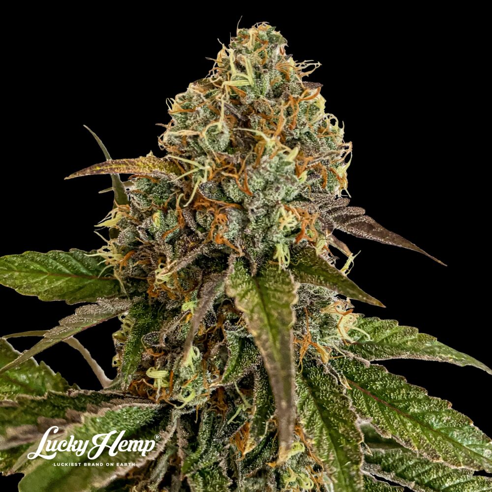 Sunset Sherbet US Samen Feminisiert - Lucky Hemp