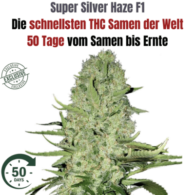 Super Silver Haze Hybrid F1 - CBD040