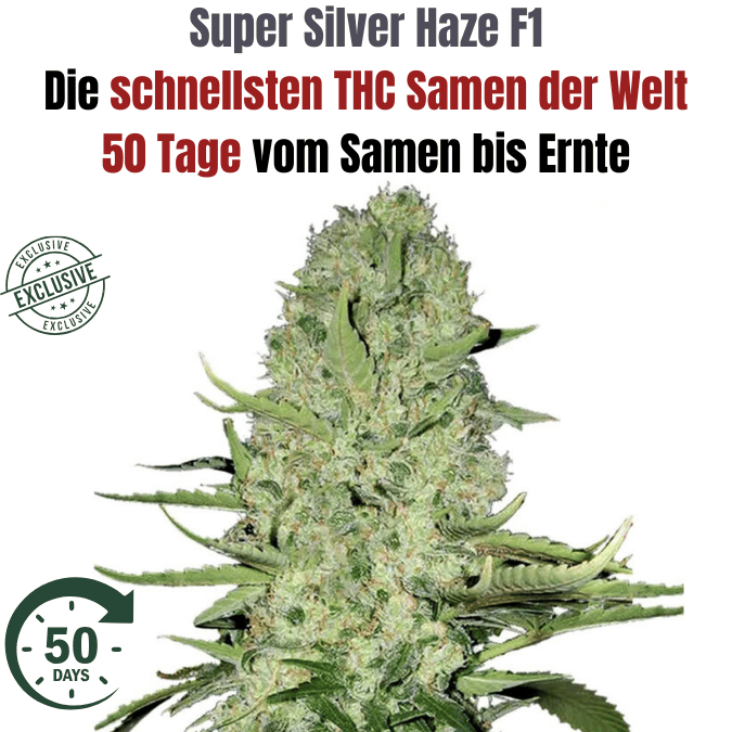 Super Silver Haze Hybrid F1 - CBD040