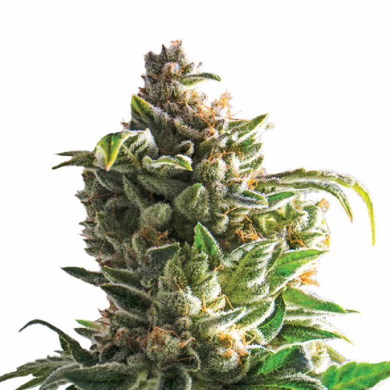Super Skunk 040 Cannabis Samen Feminisiert und Autoflowering - CBD040