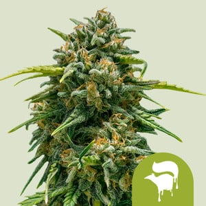 Sweet Skunk Auto - Royal Queen Seeds