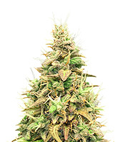 Think Different Auto - Herbies