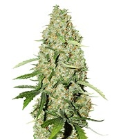 Think Fast - Herbies