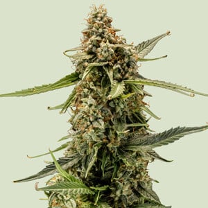 Titan F - Royal Queen Seeds
