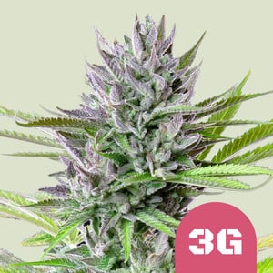 Triple G - Royal Queen Seeds