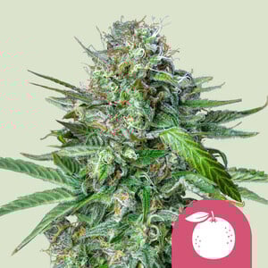 Tropicana Cookies Purple Auto - Royal Queen Seeds