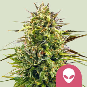 Tropicana Cookies Purple - Royal Queen Seeds