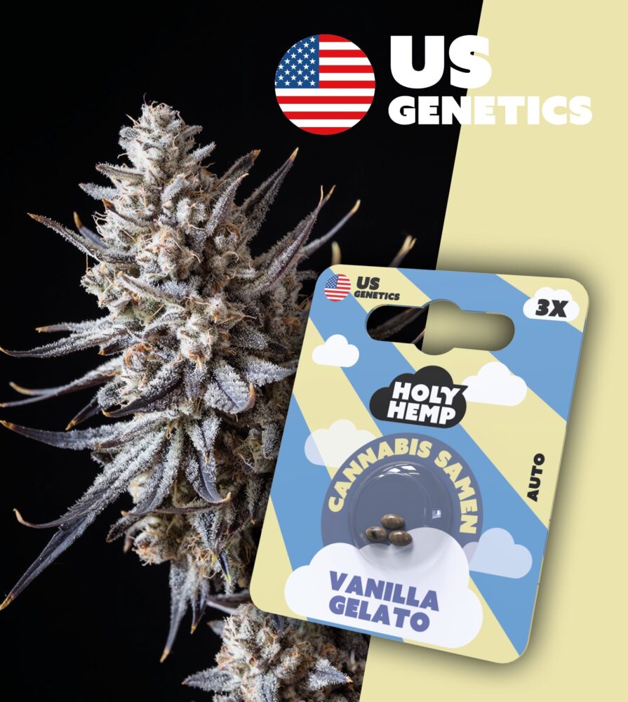 Vanilla Gelato Cali Seeds - Holy Hemp